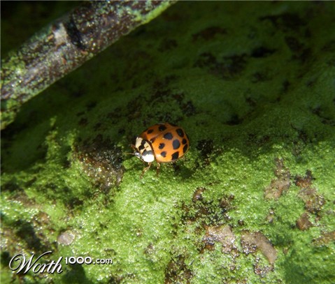 Photography by Sherbertsmoothy