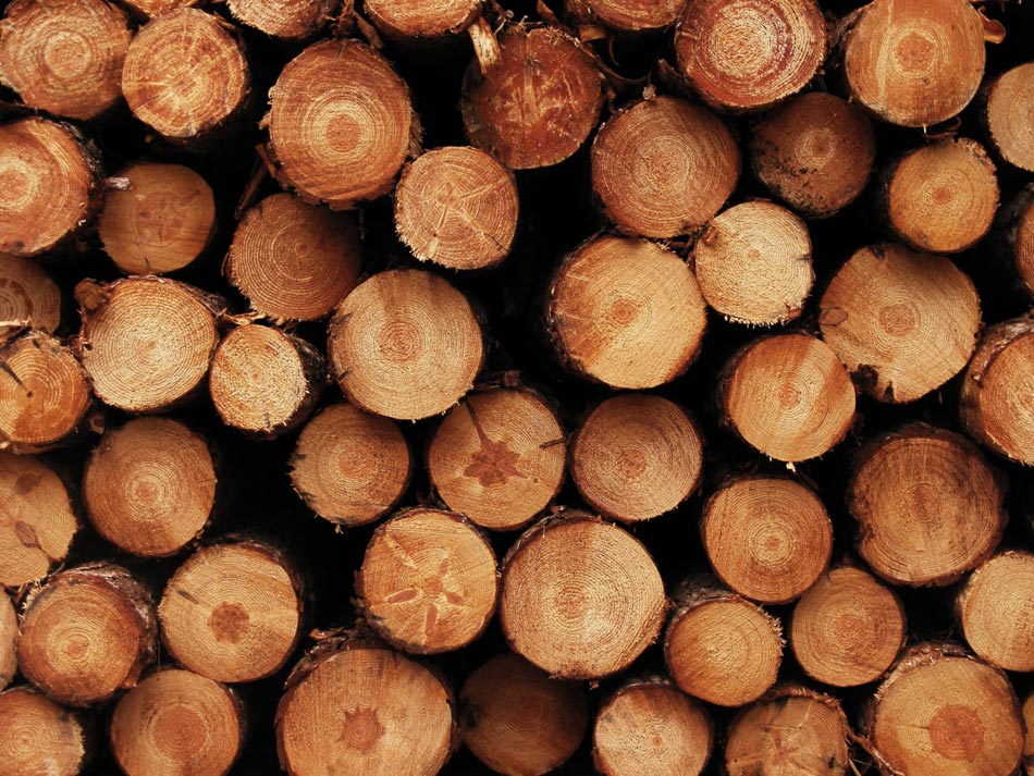 Photography by fujiellena for DesignCrowd (Community Contests) | Design #8955055