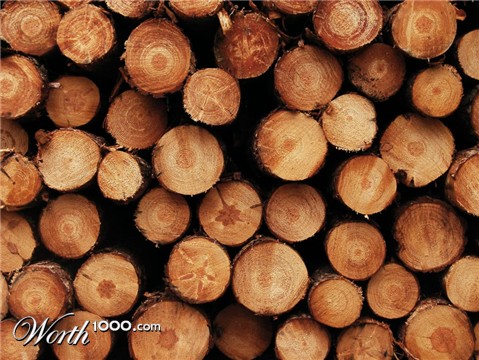 Photography by fujiellena