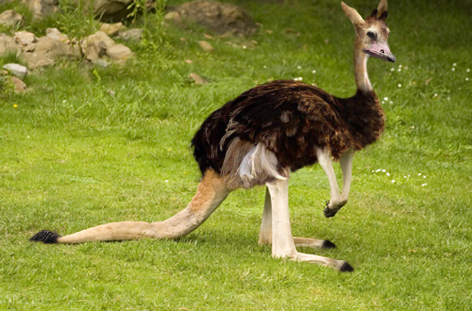 Diseño de Photoshop por Sillyboi para DesignCrowd (Community Contests) | Diseño #8961115