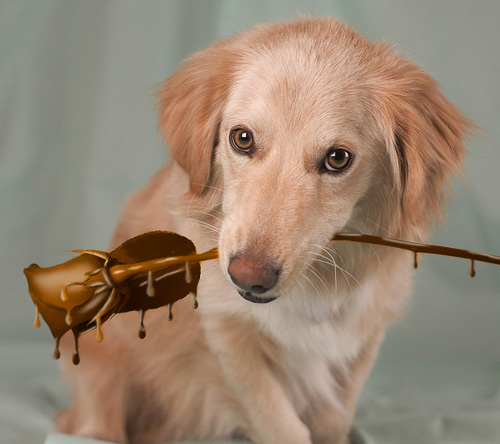 Photoshop-Design von beveha für DesignCrowd (Community Contests) | Design #8962303