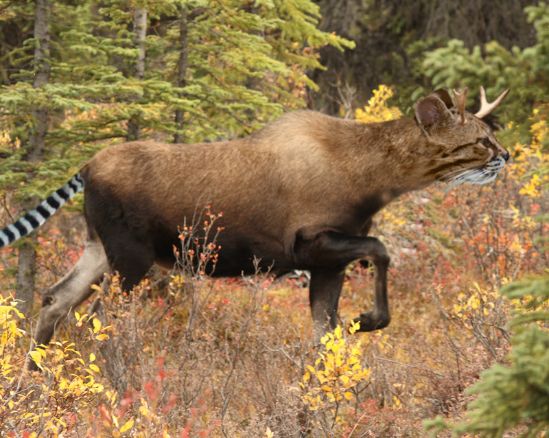 Photoshop Design by Henkedanne for DesignCrowd (Community Contests) | Design #8961162