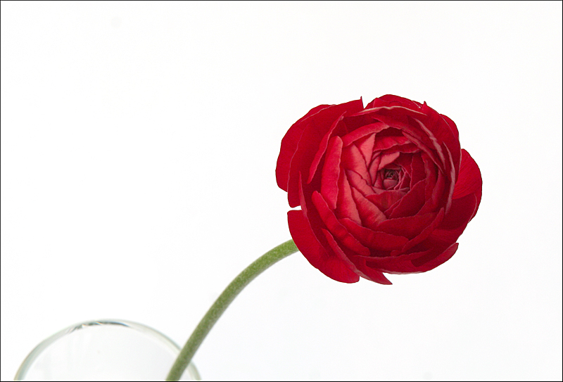 Photographie par krusa8 pour DesignCrowd (Community Contests) | Design #8957576