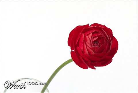 Photography by krusa8