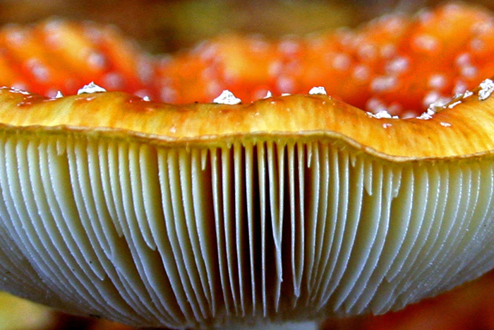 Photography by charizz for DesignCrowd (Community Contests) | Design #8955008