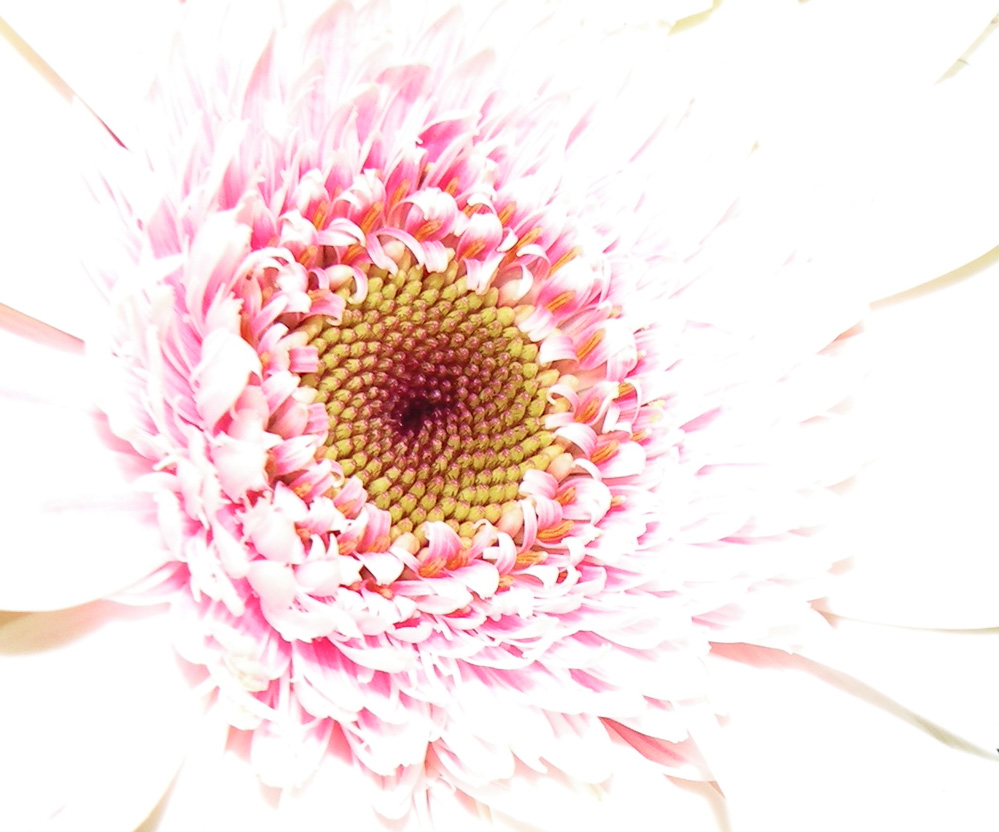Photography by Gattophilia for DesignCrowd (Community Contests) | Design #8957620