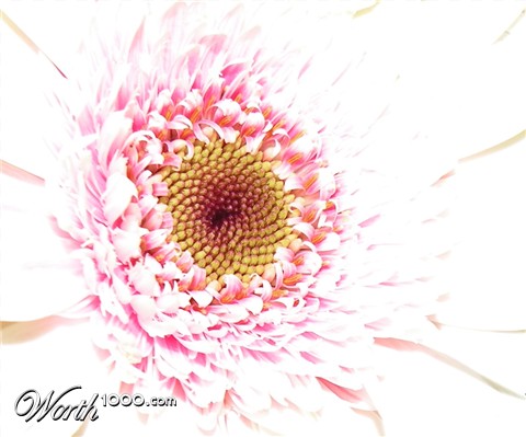 Photography by Gattophilia