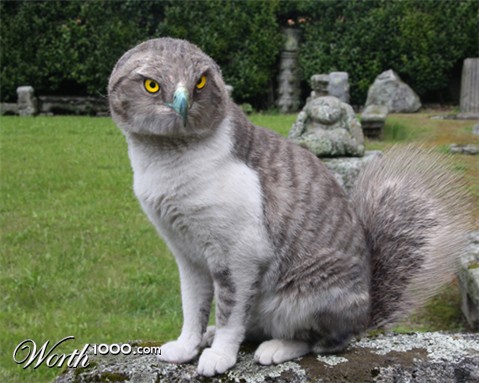 Photoshop Design by cheshyrecat