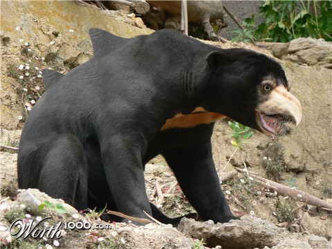 Photoshop Design by jtzag18