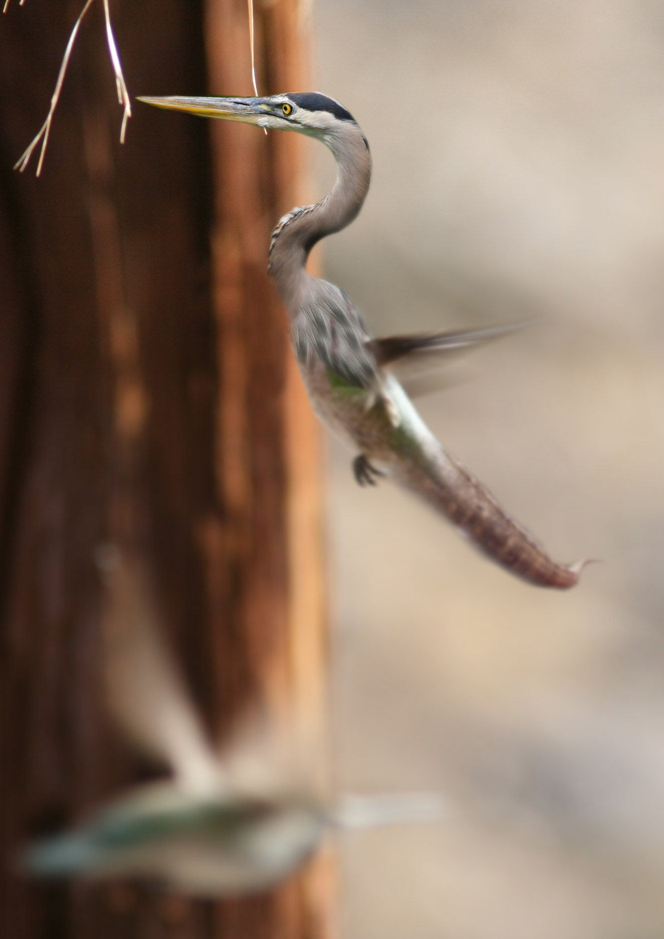 Photoshop Design by Saddy10 for DesignCrowd (Community Contests) | Design #8961424