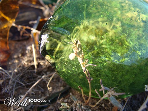 Photography by dimwit91