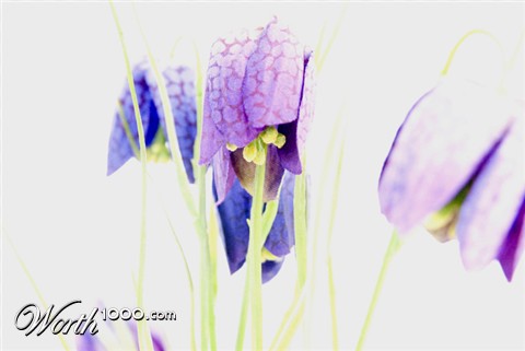 Photography by crea08