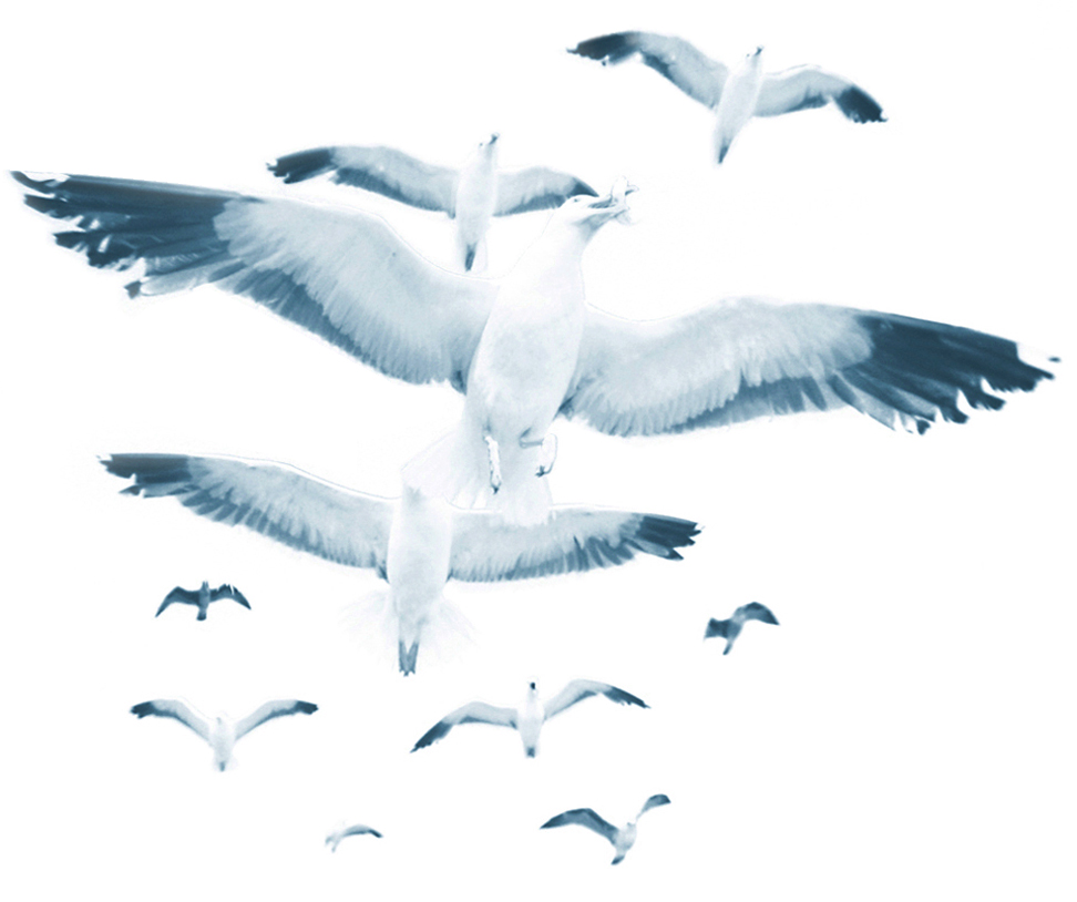 Photography by jhwdesigns for DesignCrowd (Community Contests) | Design #8957684
