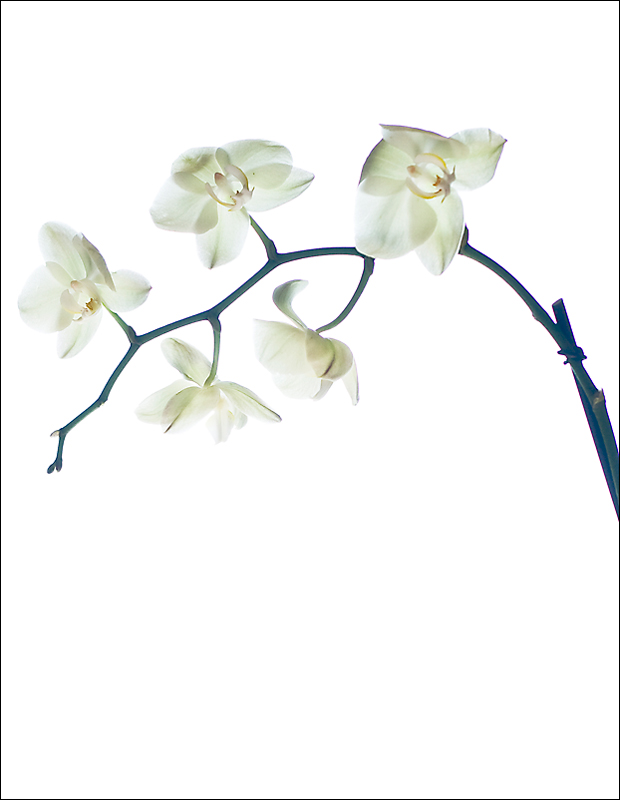 Fotografía por IsleofJura para DesignCrowd (Community Contests) | Diseño #8957662