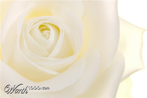Photography by charizz