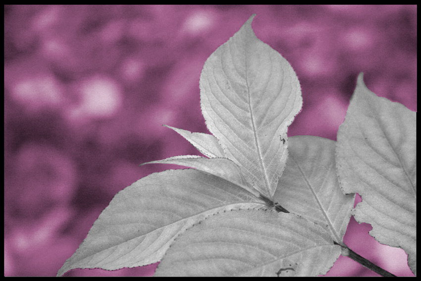 Photography by lisa4011 for DesignCrowd (Community Contests) | Design #8959842