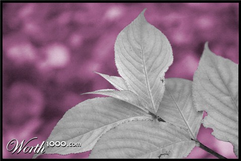 Photography by lisa4011