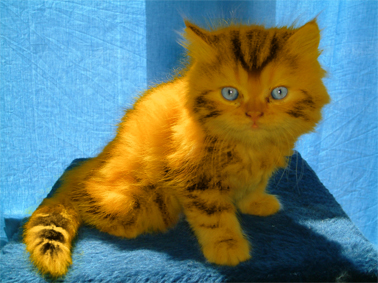 Design Photoshop par zurcchan pour DesignCrowd (Community Contests) | Design #8960175