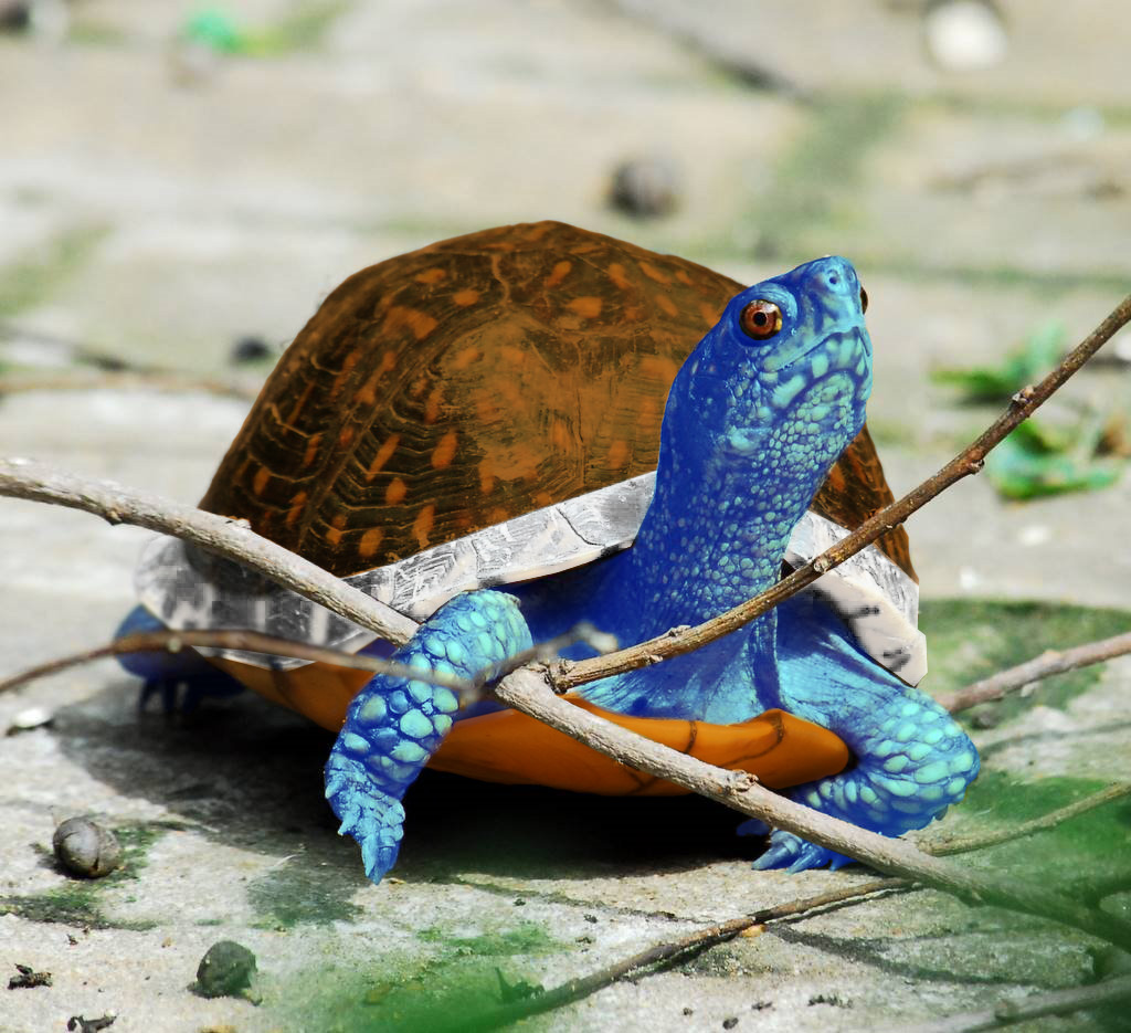 Photoshop Design by tdriling for DesignCrowd (Community Contests) | Design #8960170