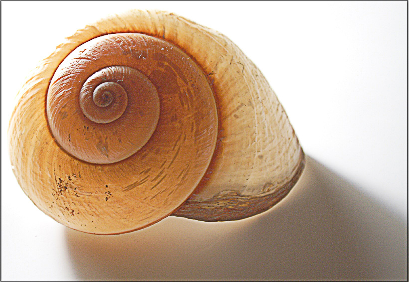 Photography by petsitter for DesignCrowd (Community Contests) | Design #8954632