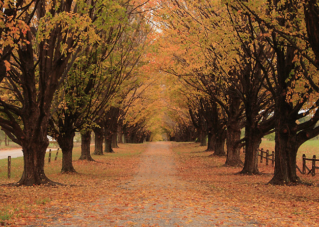 Photography by petsitter for DesignCrowd (Community Contests) | Design #8959868