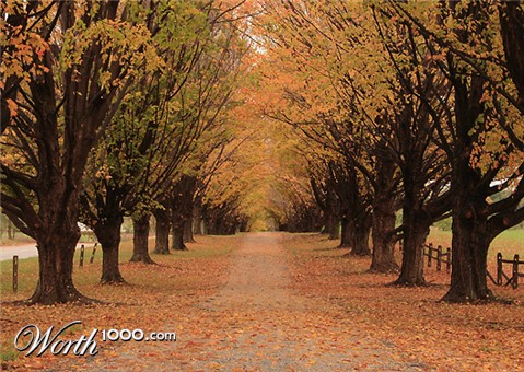 Photography by petsitter