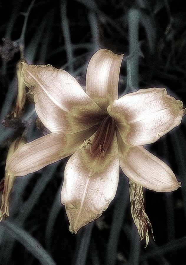 Photography by Viciousvixievenus for DesignCrowd (Community Contests) | Design #8959849