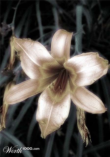 Photography by Viciousvixievenus