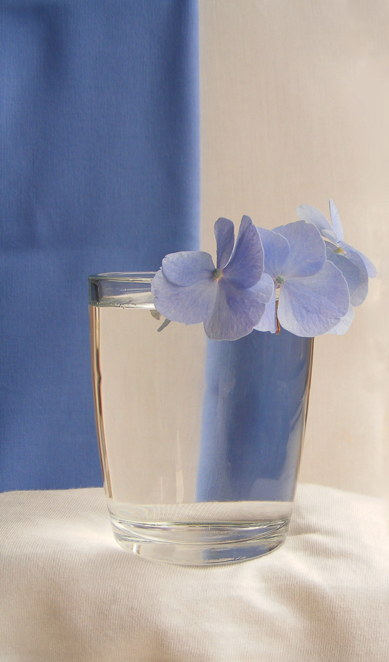 Photography by fujiellena for DesignCrowd (Community Contests) | Design #8960387