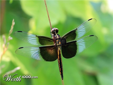 Photoshop Design by riddle