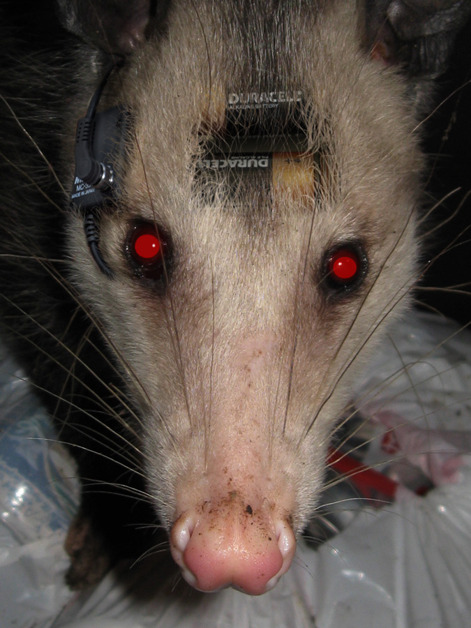 Design Photoshop par YearoftheDragon pour DesignCrowd (Community Contests) | Design #8960066