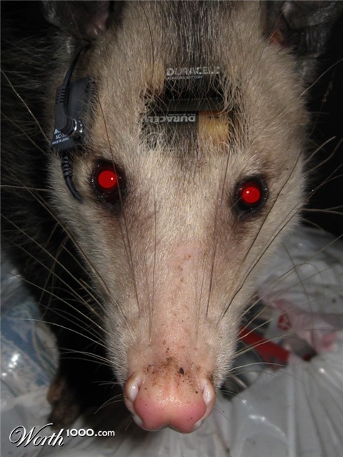 Photoshop Design by YearoftheDragon