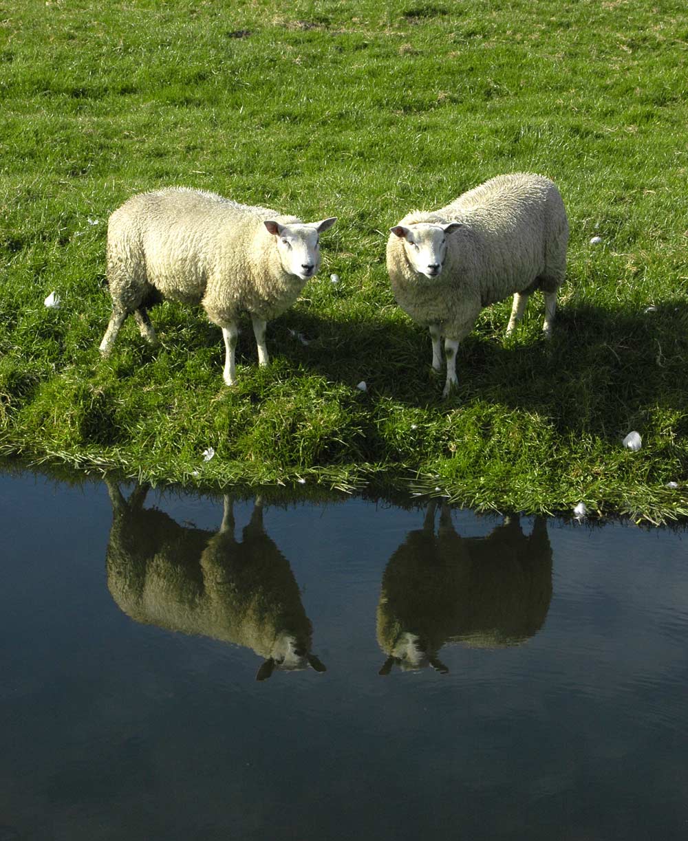 Photography by Roel1969 for DesignCrowd (Community Contests) | Design #8959387