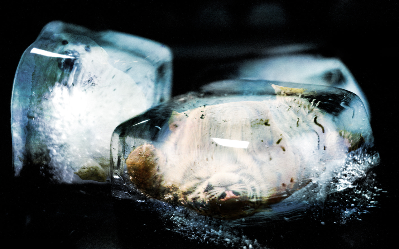 Photoshop Design by jmgarrido for DesignCrowd (Community Contests) | Design #8960390