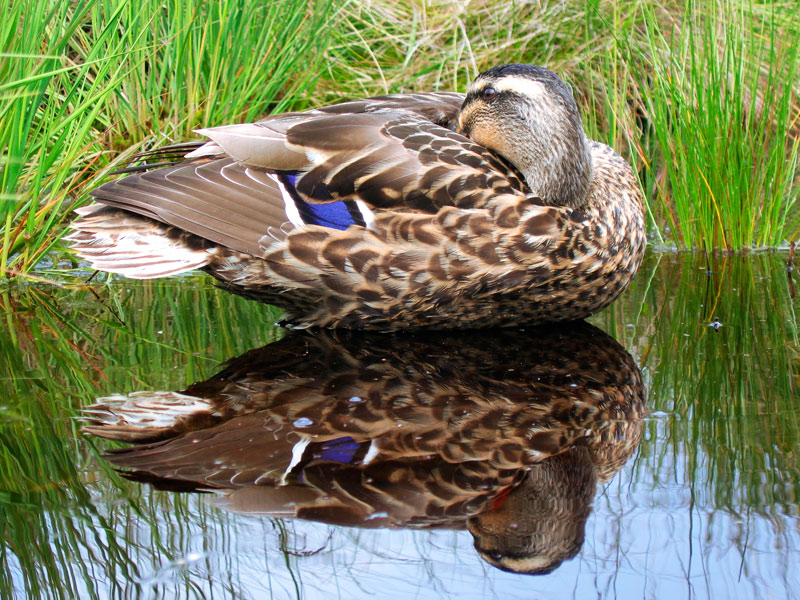 Photographie par krusa8 pour DesignCrowd (Community Contests) | Design #8959411