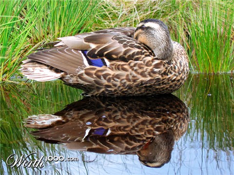 Photography by krusa8