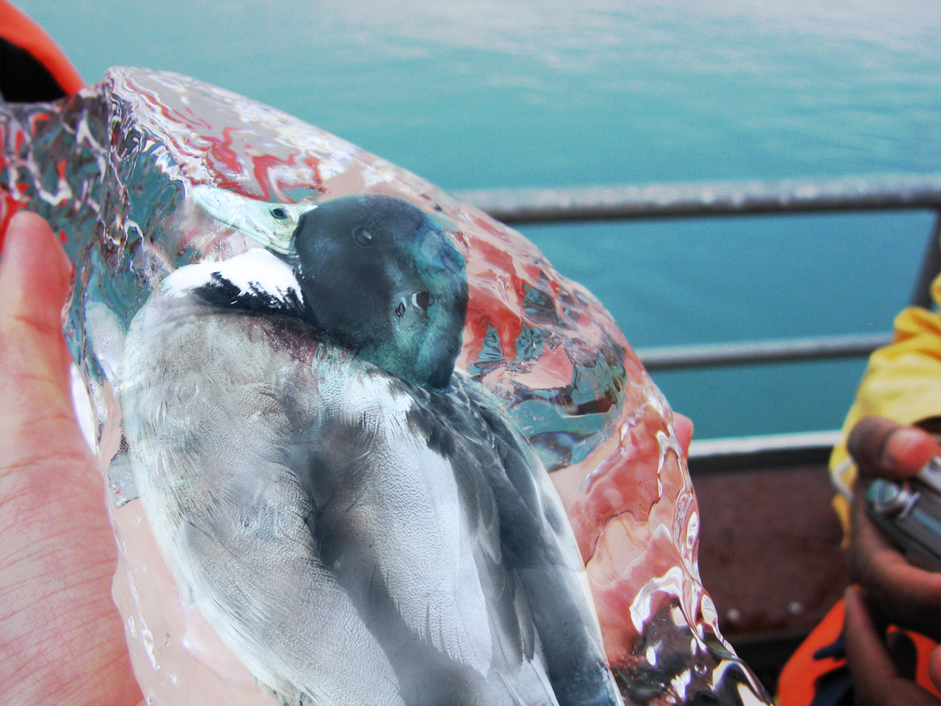 Photoshop Design by Brallan for DesignCrowd (Community Contests) | Design #8960409