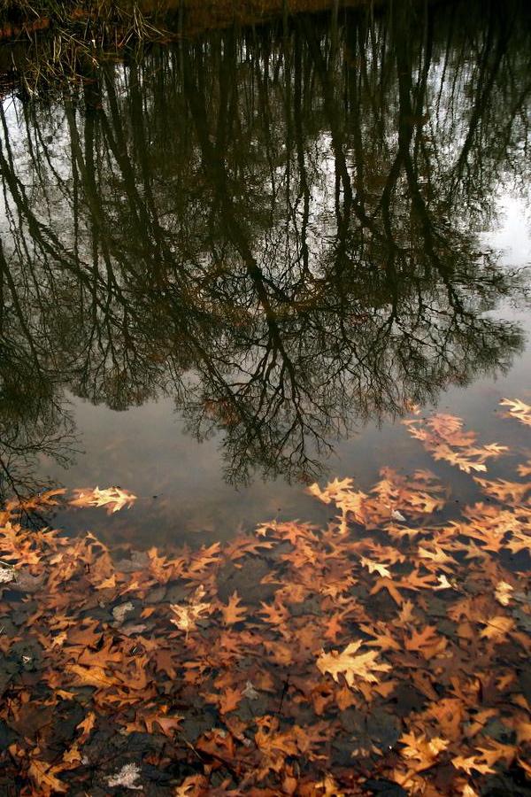 Photography by Chantal192 for DesignCrowd (Community Contests) | Design #8959439
