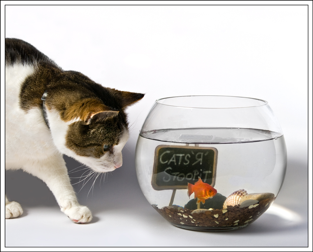 Fotografía por VoidPointer para DesignCrowd (Community Contests) | Diseño #8959663