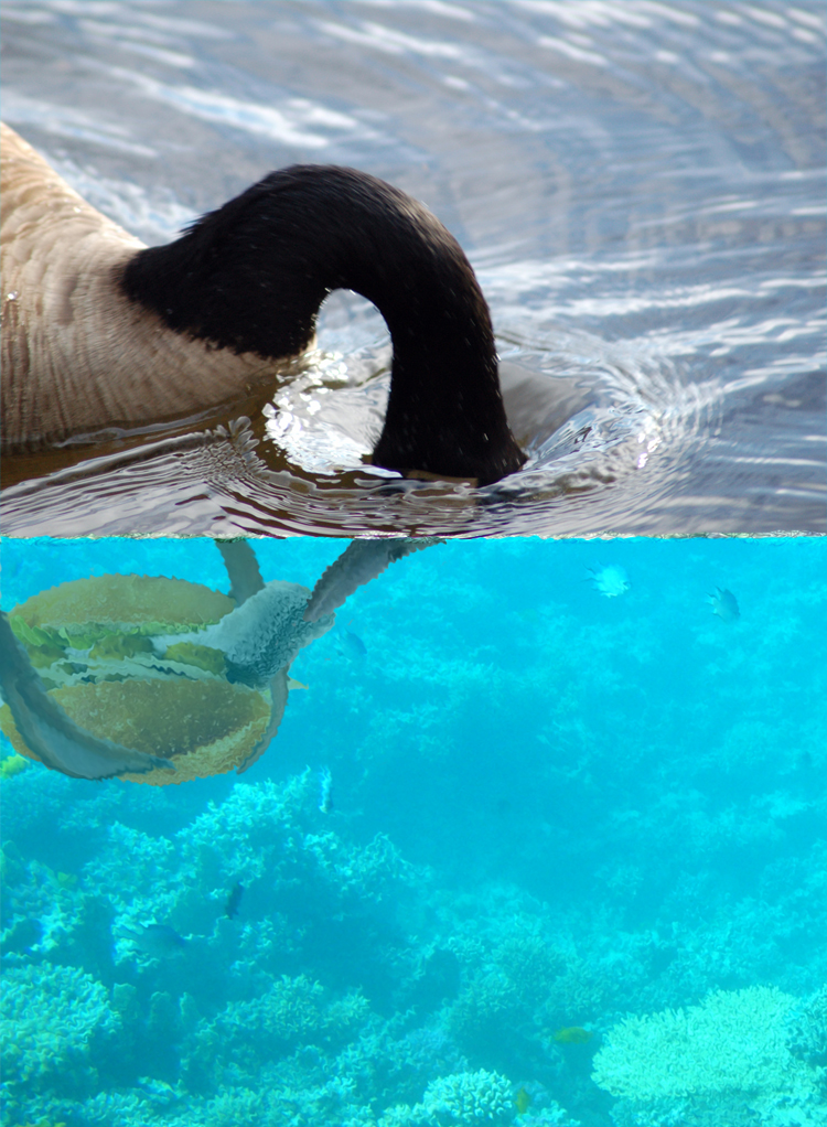 Photoshop Design by bicyclewilli for DesignCrowd (Community Contests) | Design #8959659