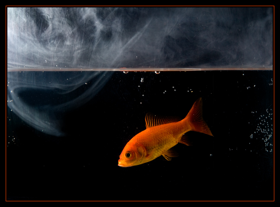 Fotografie von SigloV für DesignCrowd (Community Contests) | Design #8959670