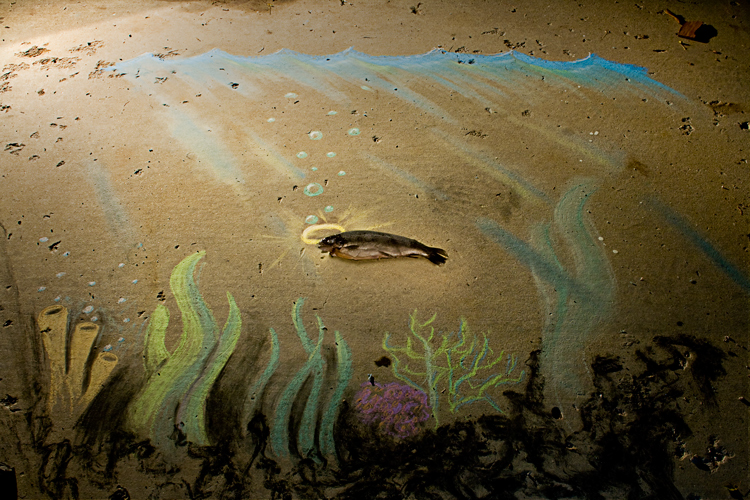 Photography by mortalwombat for DesignCrowd (Community Contests) | Design #8959783