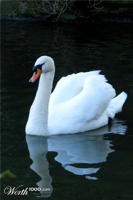 Photography by Swish1940