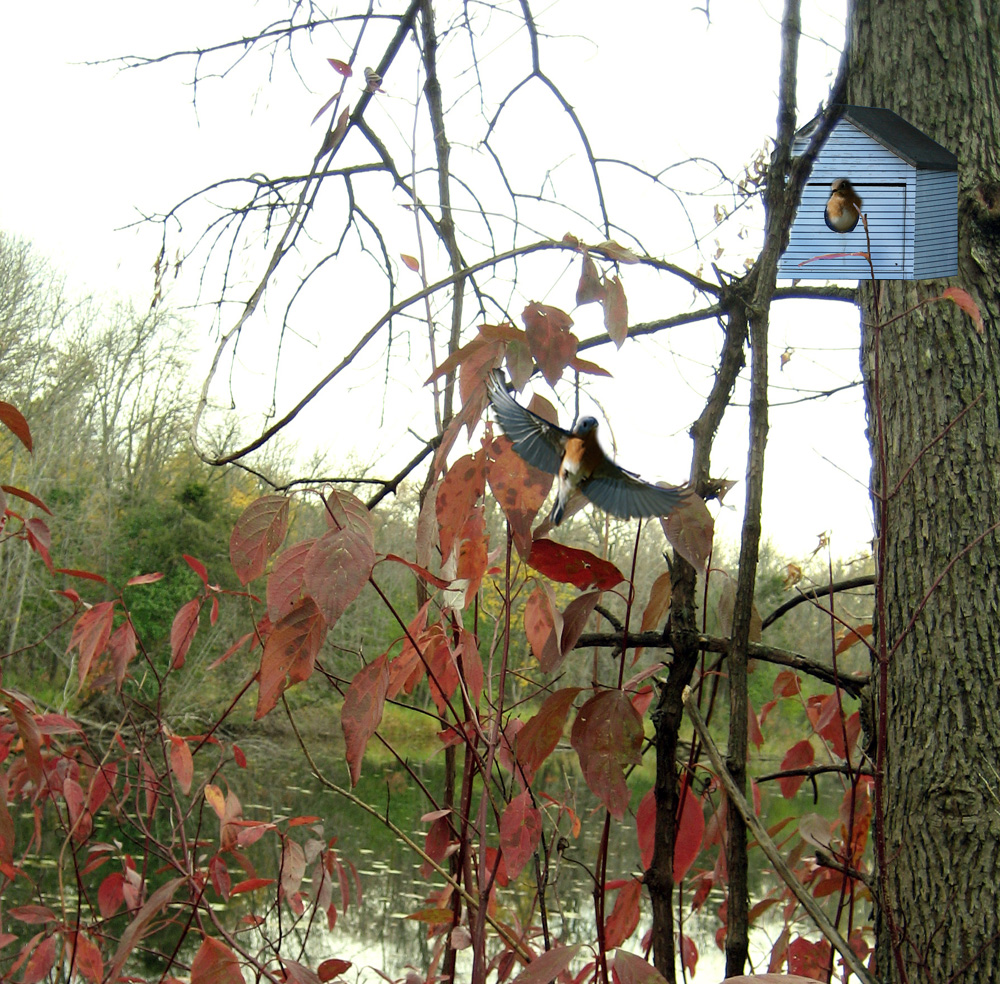 Photoshop Design by rthul2413 for DesignCrowd (Community Contests) | Design #8959232