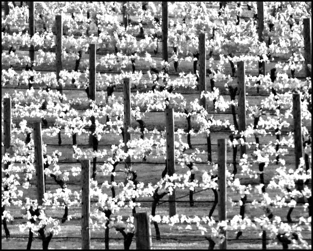 Photographie par barmanmyk pour DesignCrowd (Community Contests) | Design #8959906