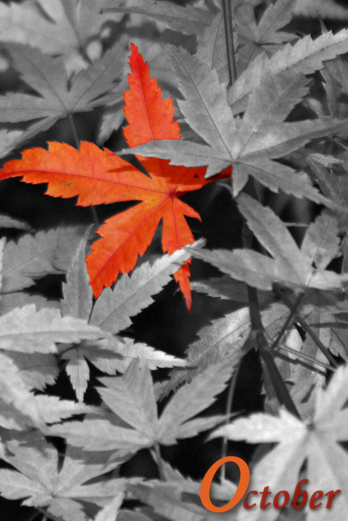 Fotografie von LadyLexx für DesignCrowd (Community Contests) | Design #8957242