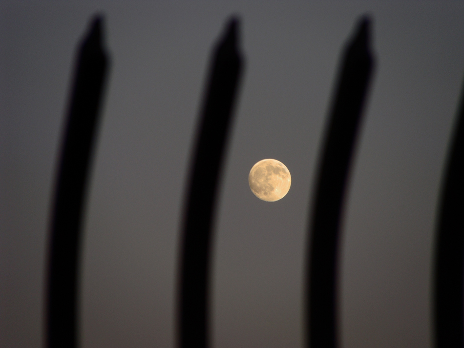 Fotografie von dimwit91 für DesignCrowd (Community Contests) | Design #8957956