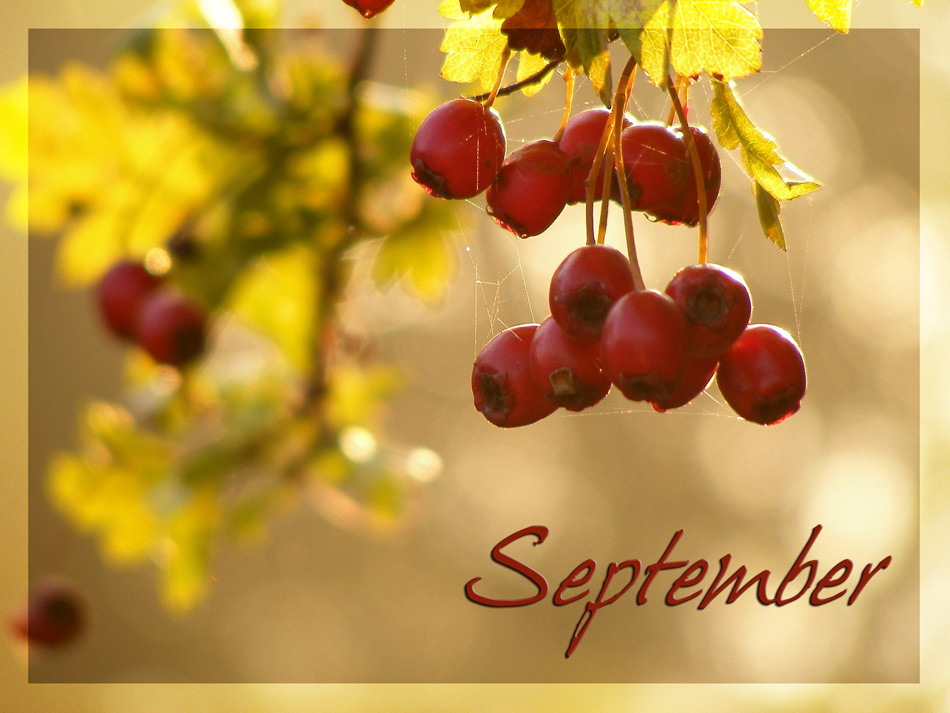 Photography by fujiellena for DesignCrowd (Community Contests) | Design #8957279