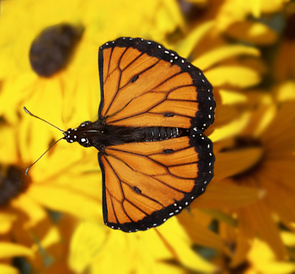 Photoshop Design by MrMohiuddin for DesignCrowd (Community Contests) | Design #8957960