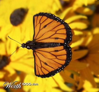 Photoshop Design by MrMohiuddin